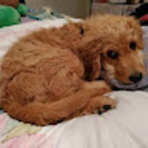 Meet your Posher, Jailene